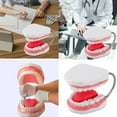 thumbnail image 2 of Enlarged Human Mouth Model Human Teeth Anatomy Model with Removable Tongue, 2 of 9