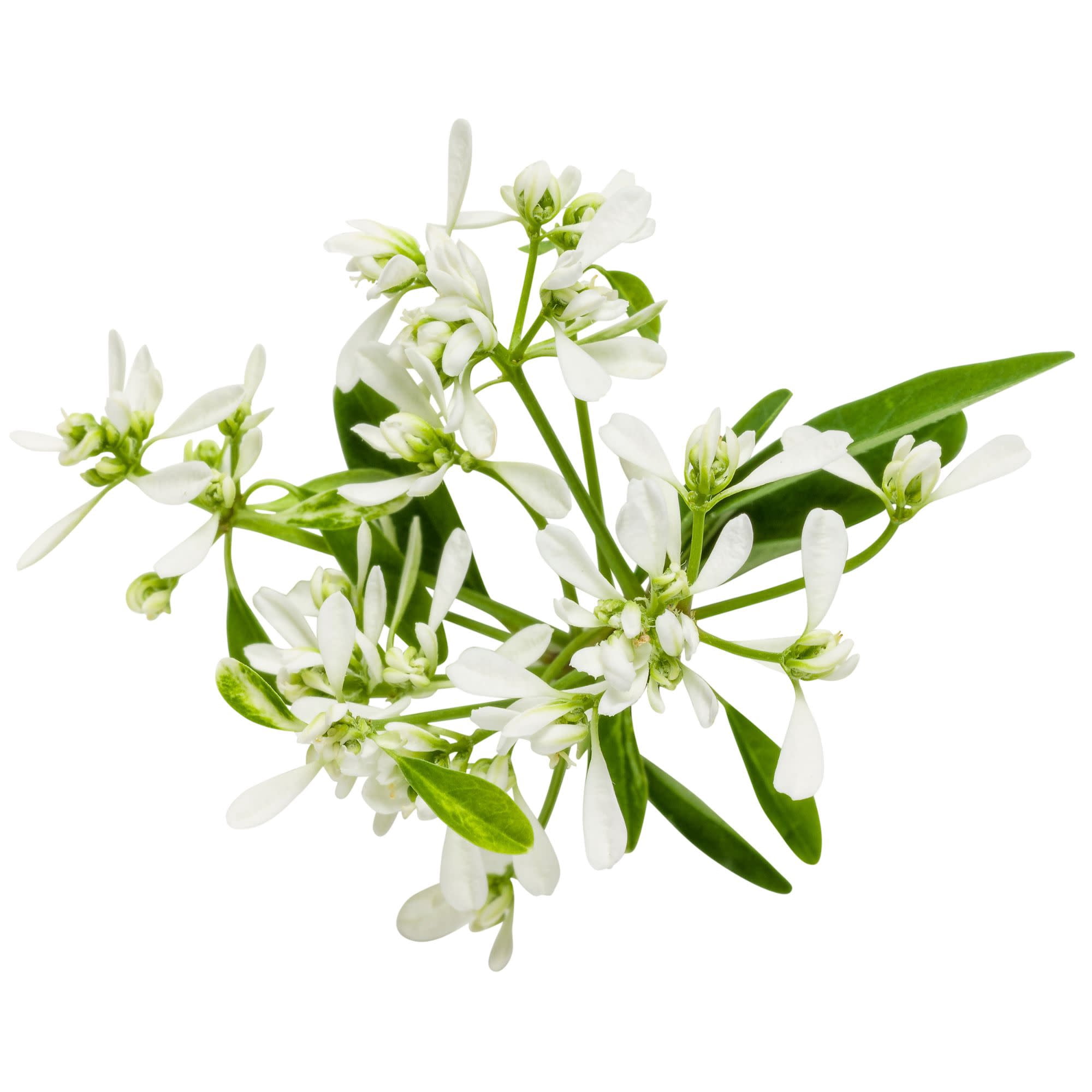 Proven Winners 4" White Diamond Frost Euphorbia Live Plant in 4.25" Pot (4 Count)