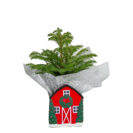 Costa Farms  Live Indoor 10in. Tall Green Norfolk Island Pine; Bright, Direct Sunlight Plant in 4in. Ceramic Planter