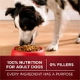 thumbnail image 3 of Purina ONE True Instinct Dry Dog Food, Grain-Free High Protein with Real Beef, 6 lb Bag, 3 of 10
