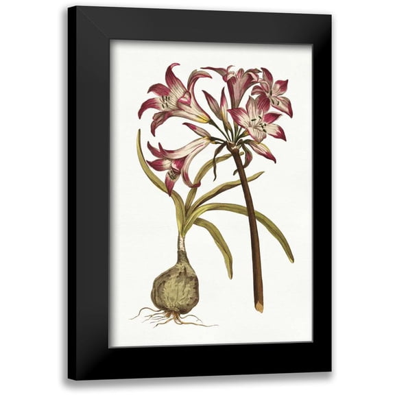 Wild Apple Portfolio 11x14 Black Modern Framed Museum Art Print Titled - Vintage Floral I on White