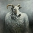 thumbnail image 2 of Atelier B Art Studio 12x12 Gold Ornate Wood Framed with Double Matting Museum Art Print Titled - Cashmere Goat, 2 of 4