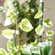 thumbnail image 5 of Nylon Plant Stimbing Vines Stick Tie Tree Wide Cinta Rollo Postes Postes Agarre Soporte Flor Wrap 125cm Jardín Jardineros Universales Blanco Speravity HA010834-02B, 5 of 6
