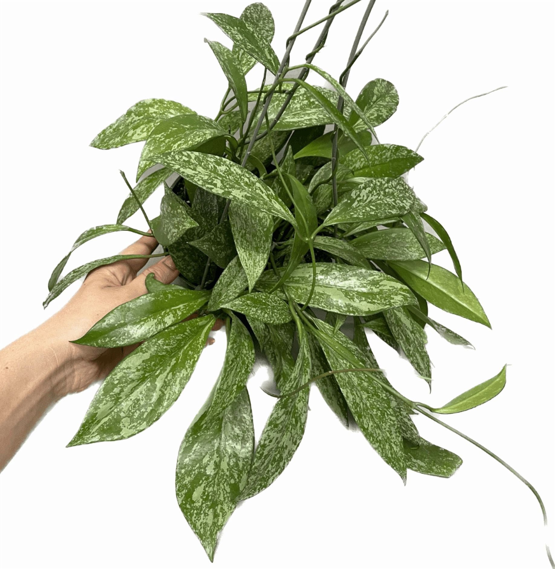 Hoya Plant Live Houseplants, Hoya Pink Flower Sliver Leaf Plant in 4 Inc Pot Bareroot for Planting Indoor Outdoor