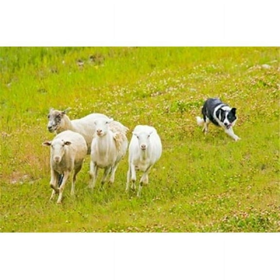 Posterazzi PDDUS06BJA0071 Colorado Summit County Border Collie Dog Poster Print by Jaynes Gallery - 35 x 24 in.