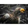 thumbnail image 2 of Ronin 24x18 White Modern Wood Framed Museum Art Print Titled - Stellar Eagle, 2 of 4