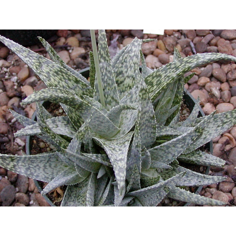 White Fox Aloe Vera - Medicine Plant/Burn Plant/Miracle Plant - 4 White Fox Aloe Vera - Medicine Plant/Burn Plant/Miracle Plant - 4