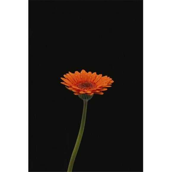 Posterazzi DPI12288066LARGE Head & Stem of An Orange Gerbera Sprinkled with Raindrops Against A Black Background - London England Poster Print by Nick Dale, 24 x 36 - Large