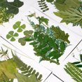 thumbnail image 2 of Inteprter Hojas secas naturales en relieve Hojas prensadas Joyas Decoraciones Hogar para tarjetas de boda de resina Hoja verde 12 Type1 NO1, 2 of 6