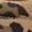 Khaki, variant on Women Leopard Print Artificial leather Sneakers, Lace Up Low Top Casual Walking Fashion Flat shoes