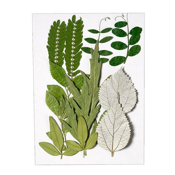 Hoja seca natural Bewildely Planta en relieve decoración verde