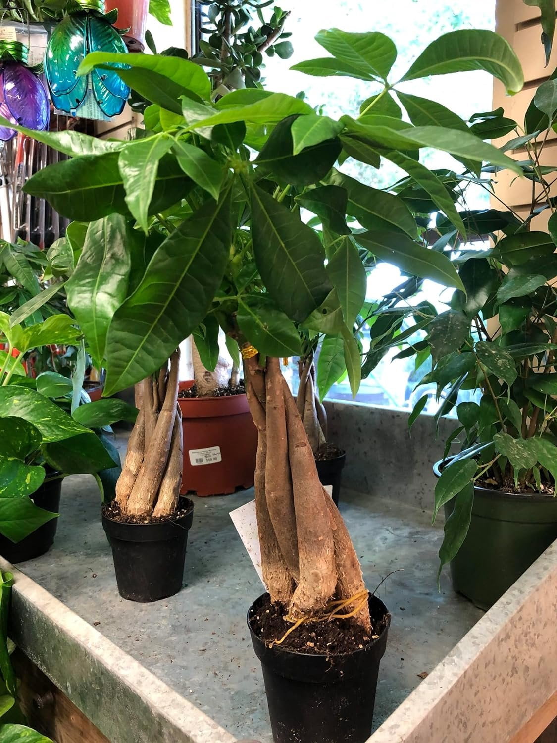 Money Tree Braid - Live Plant in an 4 Inch Growers Pot - Pachira Aquatica - Low Maintenance Indoor Houseplant - Your Feng Shui Path to Prosperity