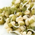 thumbnail image 2 of Mung Bean Sprouting Seed - 12 Oz - Country Creek Brand - Dried Mung Beans for Sprouts, Garden Planting, Chinese & Asian Cooking, Soup & More Product Name, 2 of 2