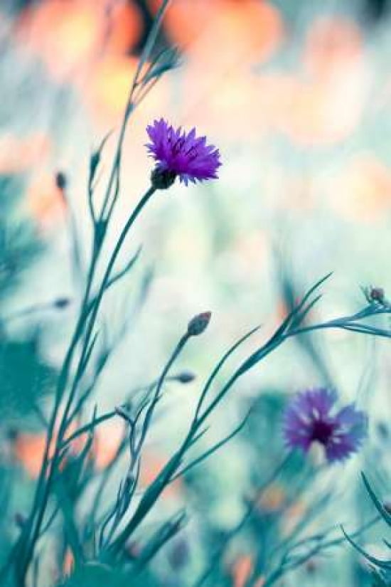 Colors Game 2 Canva