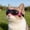 Pink, variant on TYShandao Pet Goggles