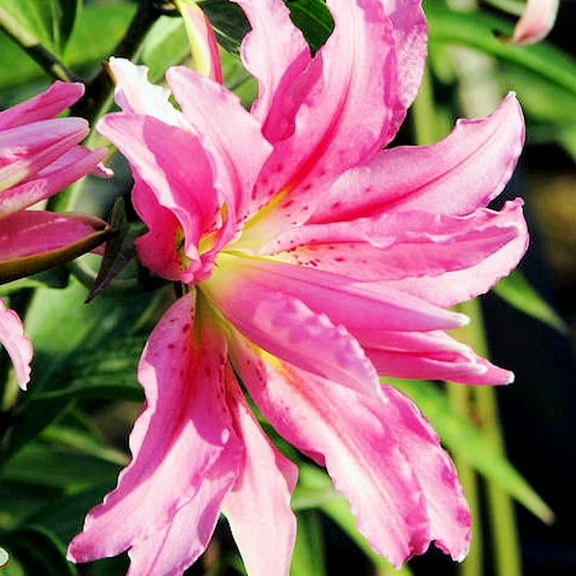 Broken Heart Double Oriental Lily Flower Bulbs - 3 Lilies Bulbs per Pack - Pleasantly Scented - Attracts Butterflies and Hummingbirds - Good as Cut Flowers - Grows Well In Containers - Perennializing