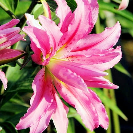 Broken Heart Double Oriental Lily Flower Bulbs - 3 Lilies Bulbs per Pack - Pleasantly Scented - Attracts Butterflies and Hummingbirds - Good as Cut Flowers - Grows Well In Containers - Perennializing
