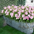 thumbnail image 4 of Topboutique Artificial Impatiens Flowers Silk Impatiens Bouquet Lifelike Flower Bouquet Fake Flower Greenery for Wedding Home Party Decoration Event Gift (4 Pcs-7 Branches,Pink), 4 of 6