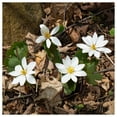 thumbnail image 3 of Everwilde Farms - 10 Bloodroot Native Wildflower Seeds - Gold Vault Seed Packet, 3 of 5