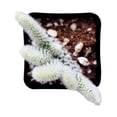 thumbnail image 3 of Angel's Wing Bunny Ear Cactus (4"+ Plastic Pot) - Live Healthy Cactus - Easy to Grow and Care Cactus Succulent, 3 of 10