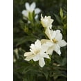 thumbnail image 5 of Gardenia Dwarf Radicans  1 Large Gallon Size Plants  Fragrant Blooming Shrub  Gardenia Jasminoides Cape Jasmine, 5 of 9