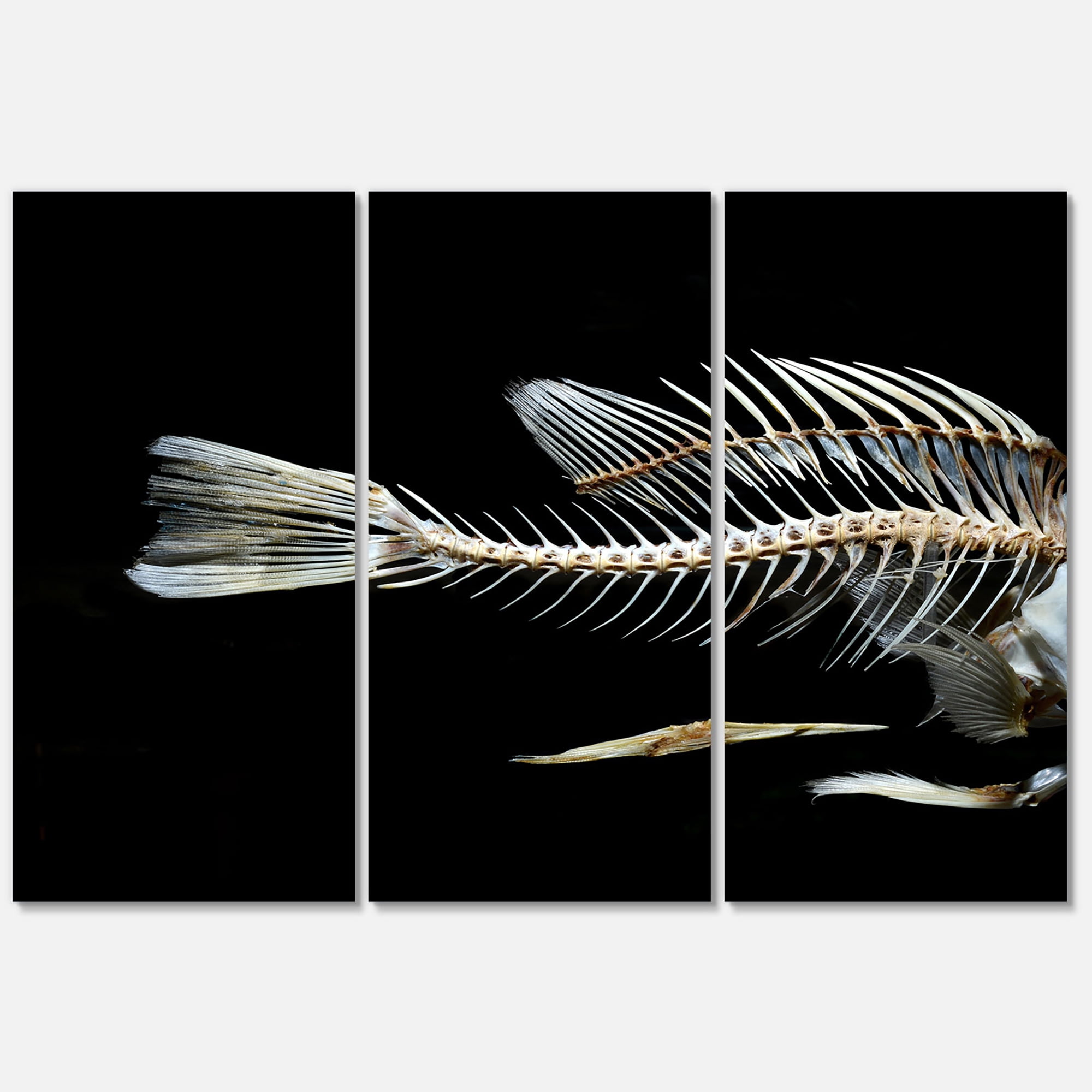 Designart 'Fish Skeleton Bone on Black ' Multipanel Animal Metal Wall