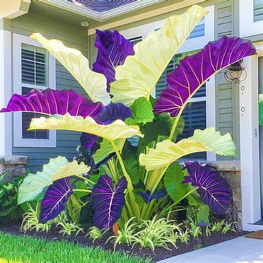Elephant Ear Planting Beautiful Environment Planting for Pots