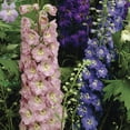thumbnail image 3 of Expert Gardener Delphinium Mix Set of 5 Dormant Bare Roots for Partial Sun, Multi-Color, Perennial, 3 of 7