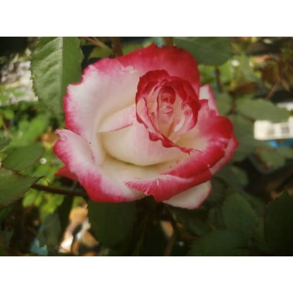 Rare Rose Seeds 20 White Rose Bush Plant Seeds