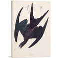 thumbnail image 1 of ARTCANVAS Frigate Pelican Canvas Art Print by John James Audubon - Size: 40" x 26" (0.75" Deep), 1 of 9