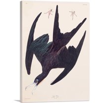 ARTCANVAS Frigate Pelican Canvas Art Print by John James Audubon - Size: 40" x 26" (0.75" Deep)