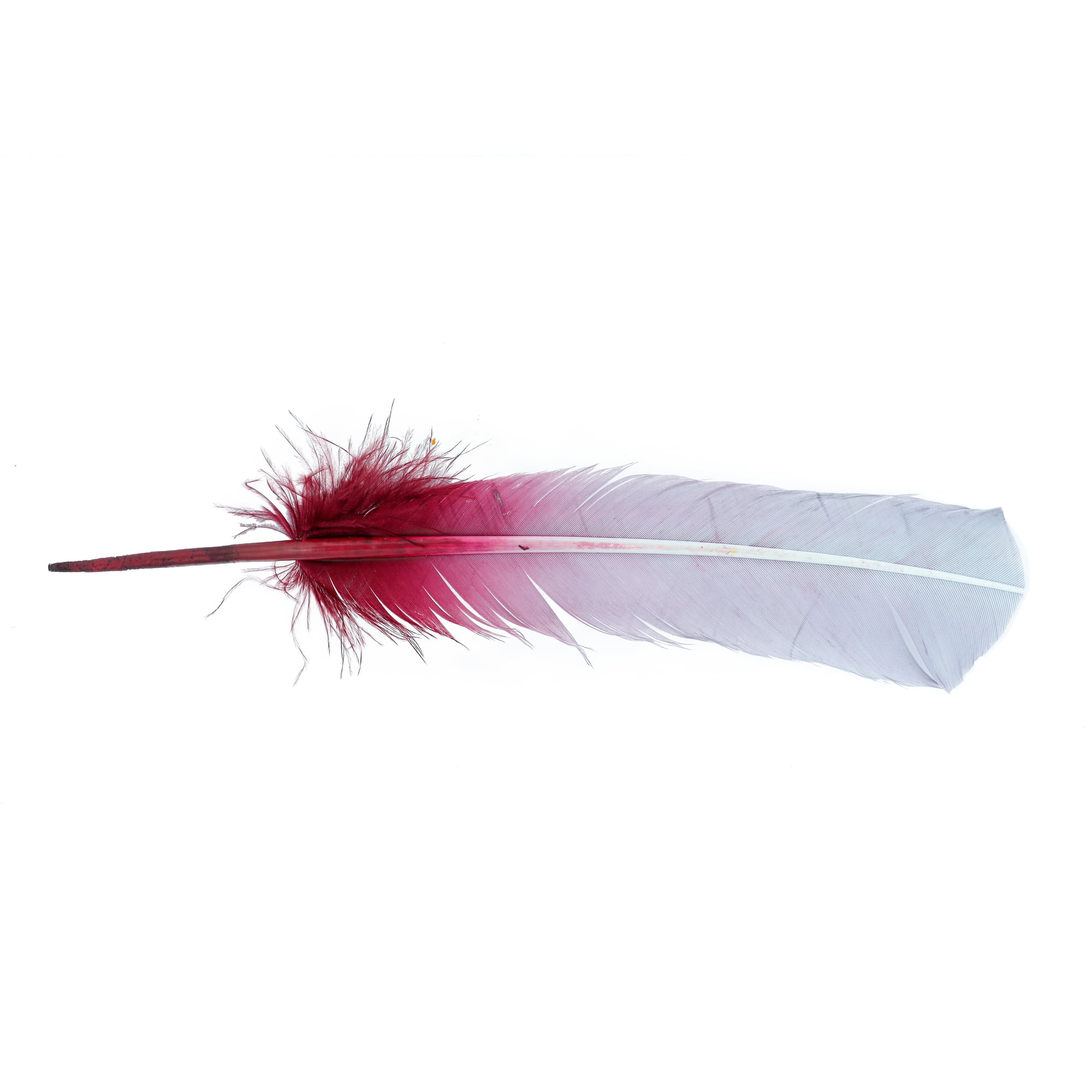 11 Color 10-12 inch Turkey Quill Feathers 20 pcs, Primary Wing Quill Large  Feathers Left Side Craft Costume, Wholesale Feather Supplier (Dark Brown