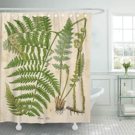 fern bathroom decor