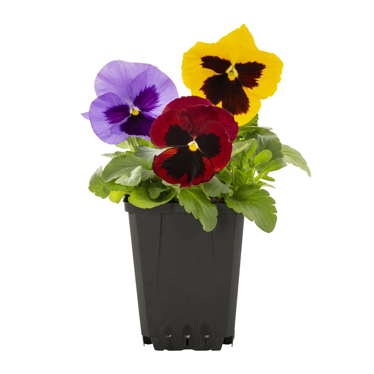 Expert Gardener 1PT Multicolor Blotch Pansy Live Annual Plant Sun 6-Pack