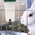 thumbnail image 4 of Bouteille d'Eau Lapin Bol à Boire Automatique Sans Fuite Distributeur d'Eau, 4 of 4