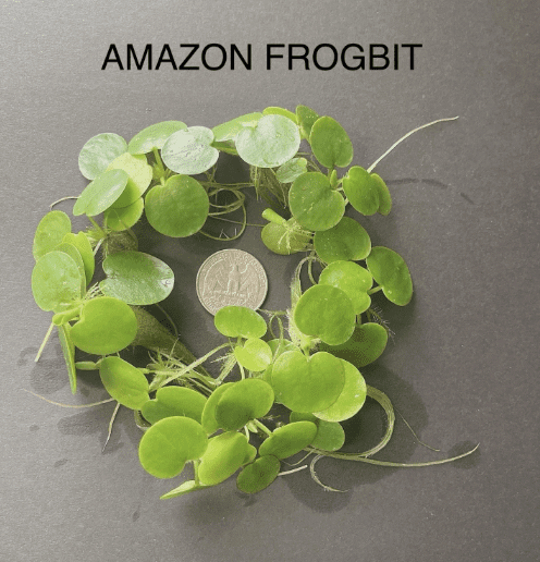 6 Kind Of Live Floating Aquarium Plants Combo for Fish Tank, Freshwater Aquarium Floating Plants Pack, Easy Live Aquatic Plants for Betta Shrimp Goldfish Tank