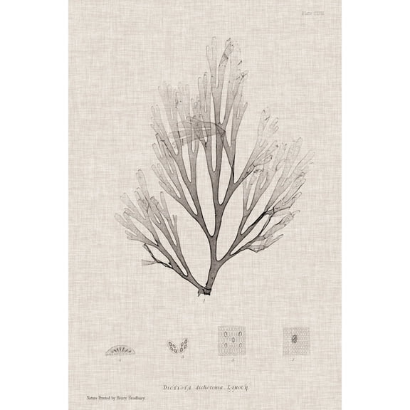 Marmont Hill "Linen Seaweed III" Painting Print on Wrapped Canvas