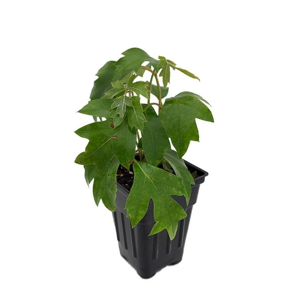 Oak Leaf Grape Ivy Plant Cissus rhombifolia 'Ellen Danica' 2.5" Pot