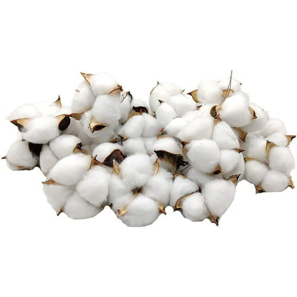 Cotton Bolls 30 Pieces Natural Color Dried Cotton Balls White Cotton Branch Picks Perfect for Wreaths Crafts Home Farmhouse Style Decorations Gift