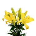 thumbnail image 2 of Bloomingmore - Sundew LA Hybrid Lilies Fresh Flowers, 80 Stems, 2 of 5