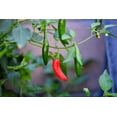 thumbnail image 6 of 200 Seeds Hot SERRANO TAMPIQUENO PEPPER Mexican Chile Capsicum Annuum Vegetable Seeds, 6 of 9
