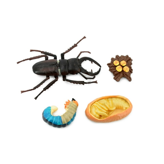 Beetle, Life Cycle of a Stag Beetle, 4 Stages, Museum Quality, Hand Painted, Rubber Insect, Figure, Model, Realistic, Educational, Gift, 5" CH485 BB150