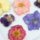 thumbnail image 4 of 1 bolsa de flores de hojas secas prensadas, margaritas de colores para manualidades Rojo 19Pcs, 4 of 5