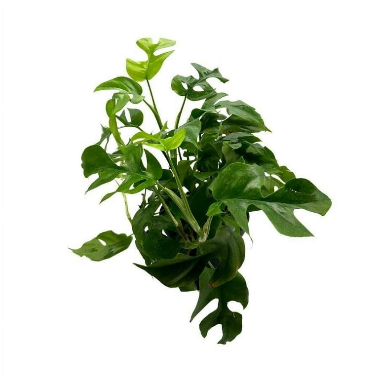 Monstera Minima, 6 inch, Philodendron Minima, Mini Monstera, Dwarf Monstera,  Philo Piccolo - Walmart.com