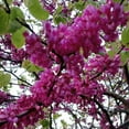 thumbnail image 5 of Eastern Redbud Tree Live Plant, Eastern Redbud Planting Outdoor, 6'' Tall in Quart Pot, 5 of 5