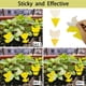 thumbnail image 3 of Paquete de 50 trampas para moscas de la fruta (tulipán), matamoscas de setas amarillas, doble cara pegajosa para matar moscas de la fruta, trampa para moscas, trampa para moscas, plantas de control de, 3 of 5