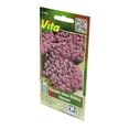 thumbnail image 2 of Semillas Panalillo Alyssum Víta Violeta 0.3 Gr, 2 of 3