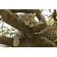 thumbnail image 2 of Jones, Adam 24x17 Black Ornate Wood Framed with Double Matting Museum Art Print Titled - African leopard in tree-Panthera pardus pardus-Serengeti National Park-Tanzania-Africa, 2 of 4