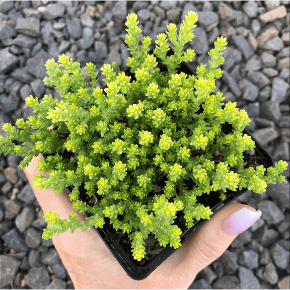Sedum Acre Succulent Live Plant 2 Inch for Indoor Outdoor Home Office Garden Decor