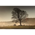 thumbnail image 2 of Posterazzi DPI1870314 Northumberland England - Horses Grazing In A Field Covered with Fog Poster Print, 19 x 12, 2 of 4